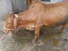 Sahiwal Cross Cow For Sale