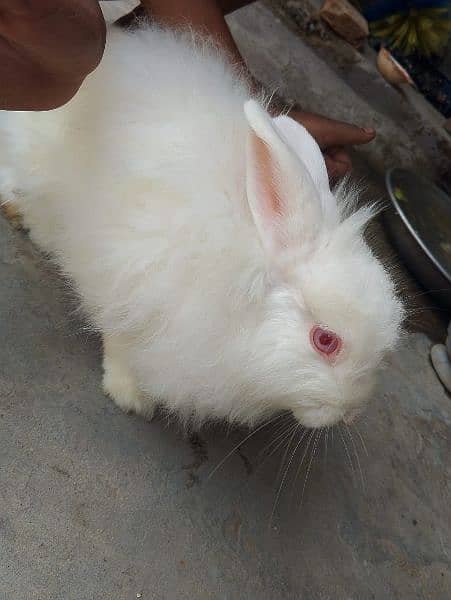 angoora Holland lop and hotshot dutch draft 0