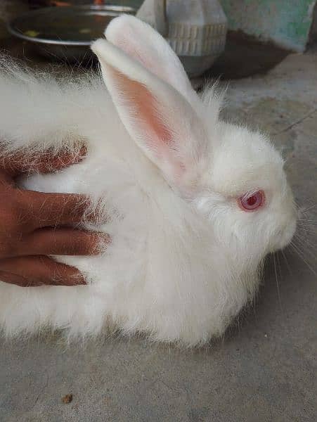 angoora Holland lop and hotshot dutch draft 1