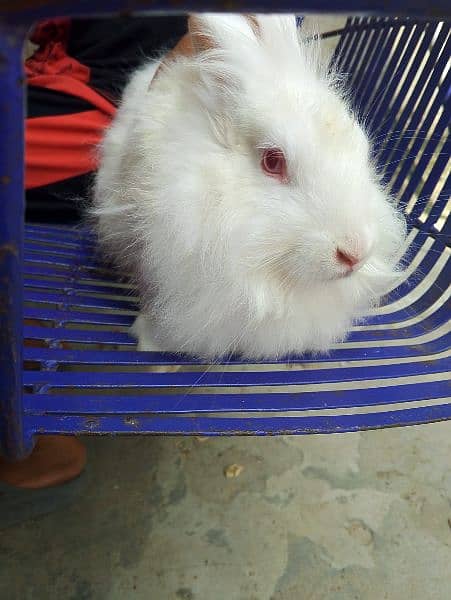 angoora Holland lop and hotshot dutch draft 3