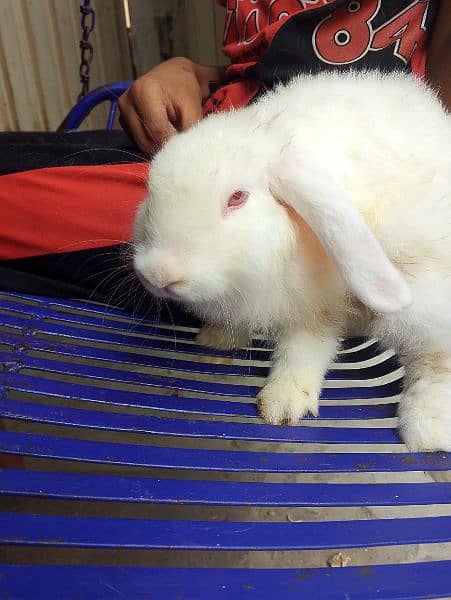 angoora Holland lop and hotshot dutch draft 5