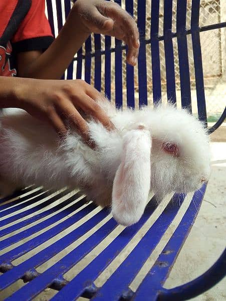 angoora Holland lop and hotshot dutch draft 6