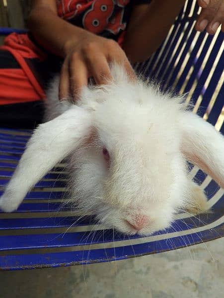 angoora Holland lop and hotshot dutch draft 8