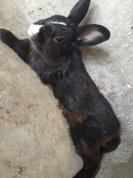 angoora Holland lop and hotshot dutch draft 10