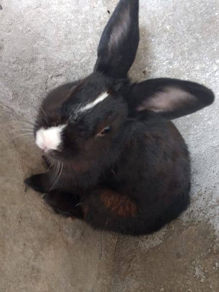 angoora Holland lop and hotshot dutch draft 11