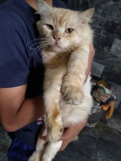 urgent sale only Whatsapp 03229442305 Persian cats vaccinated