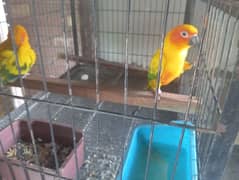 parrot suncnour pair with DNA