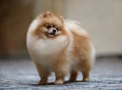 Pomeranian