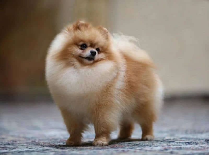 Pomeranian For Sale 0