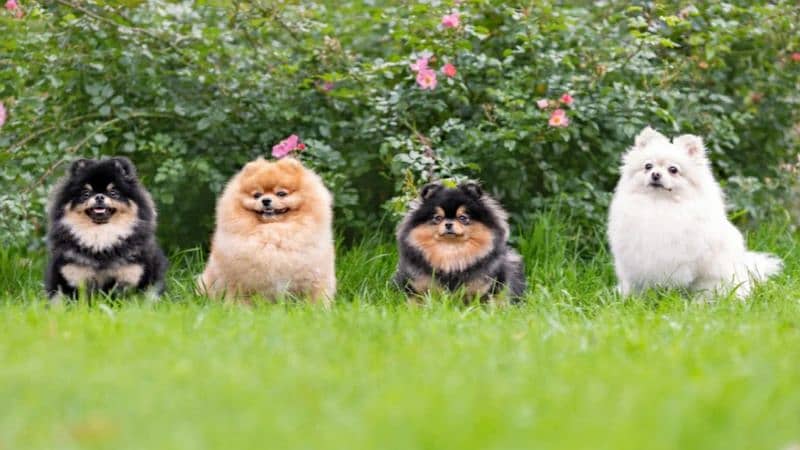 Pomeranian For Sale 3