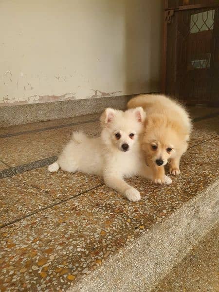 Pomeranian For Sale 5