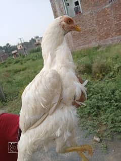 egg giving Heera beautiful female for urgent sale