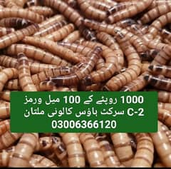 Alive Mealworms and Frass 03006366120