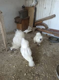 Silkie Hen Pair For Sale