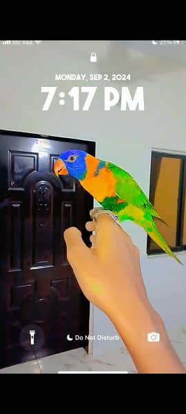 lorie parrot for sale 0