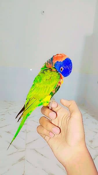 lorie parrot for sale 1