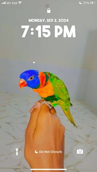 lorie parrot for sale 3