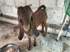 bakra and bakri available 0