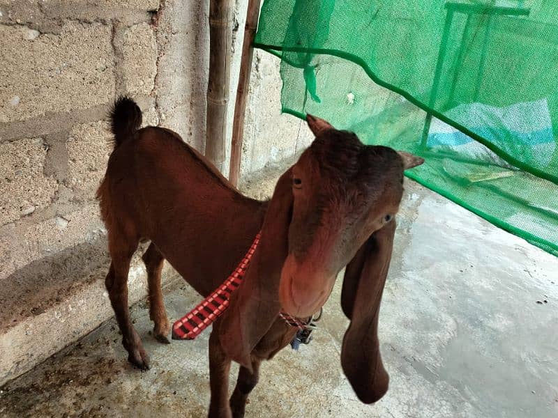 bakra and bakri available 1