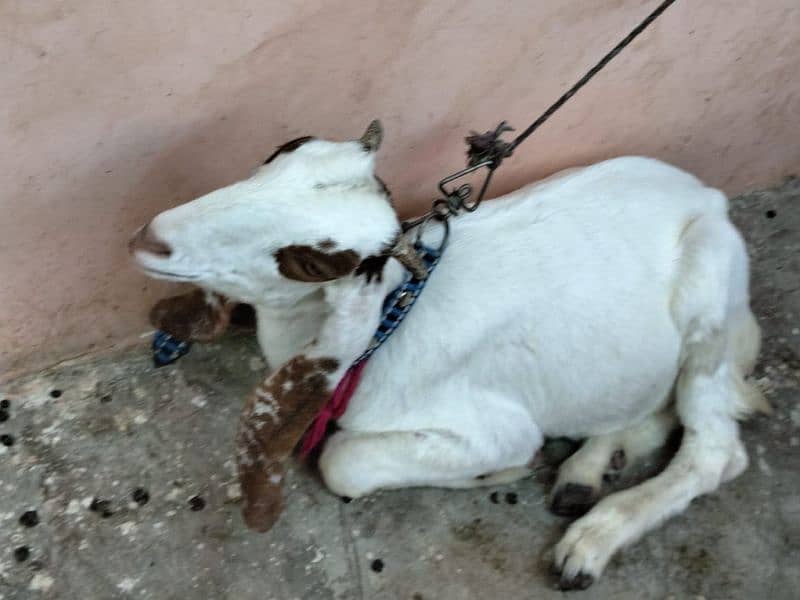 bakra and bakri available 9