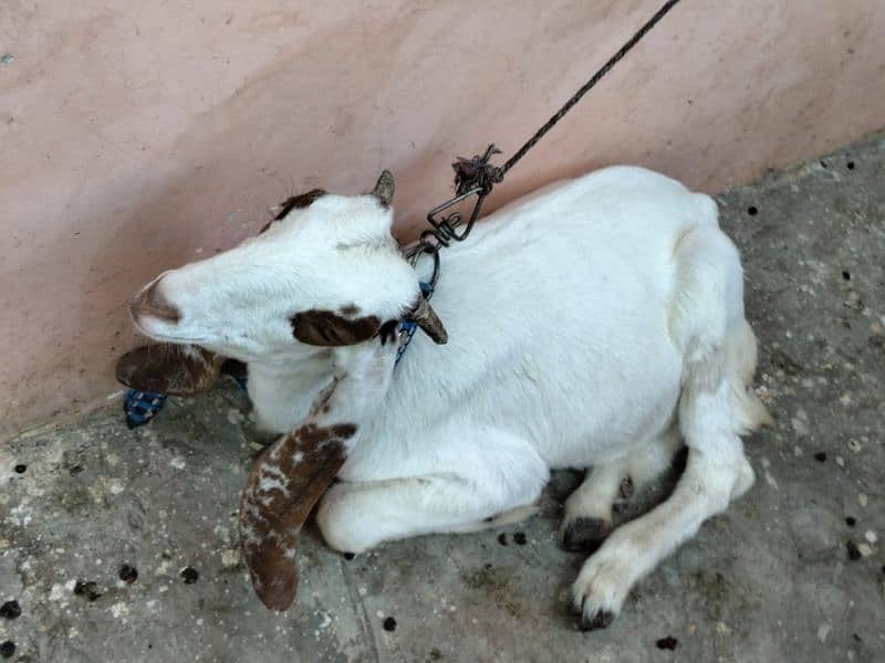 bakra and bakri available 10