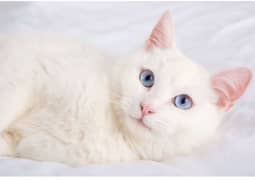 Persian white cat pair with blue eyes 11 months old vaccinated