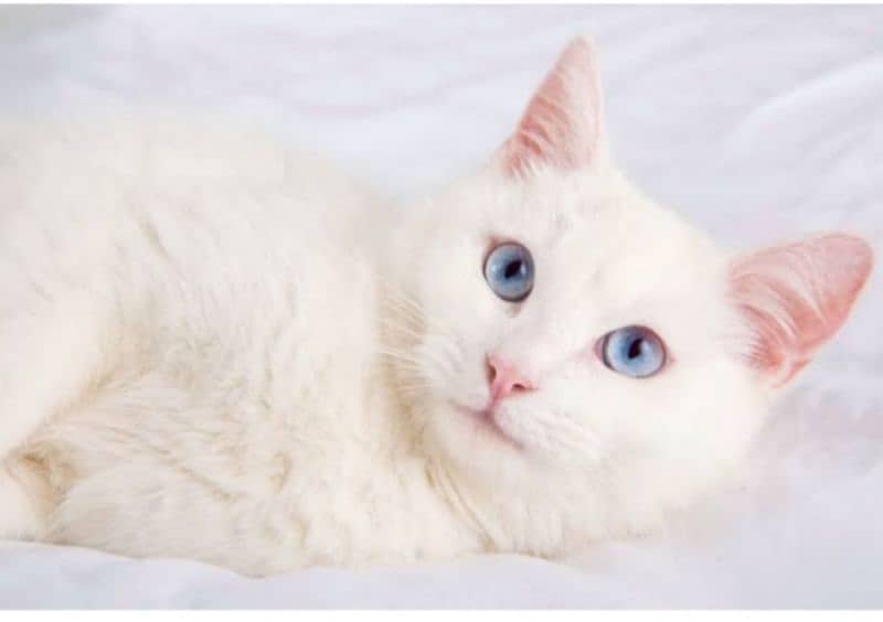 Persian white cat pair with blue eyes 11 months old vaccinated 0