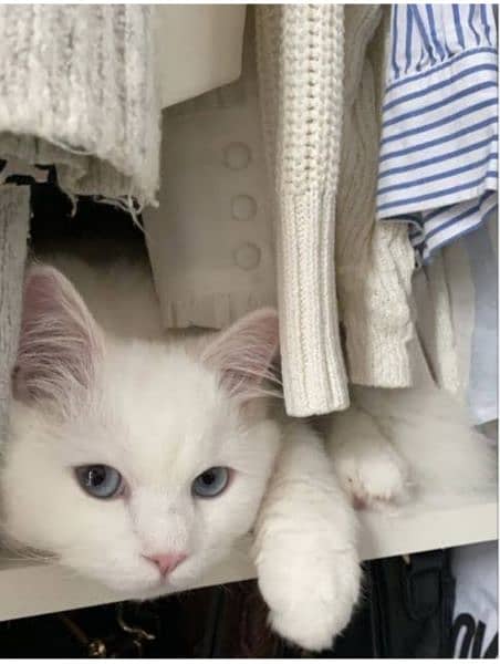 Persian white cat pair with blue eyes 11 months old vaccinated 1