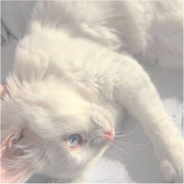 Persian white cat pair with blue eyes 11 months old vaccinated 2