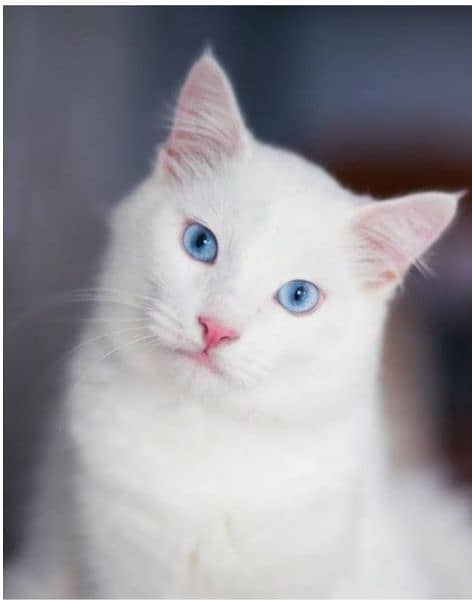 Persian white cat pair with blue eyes 11 months old vaccinated 3