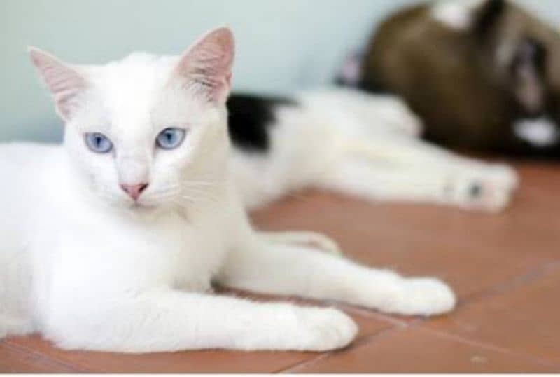 Persian white cat pair with blue eyes 11 months old vaccinated 4