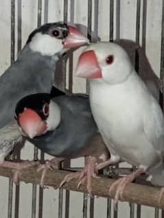 java adults and dove adults