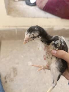 parrot beak cross chick