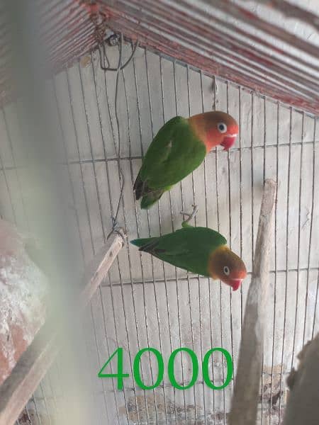 lovebird pair for sale price in 4000 0