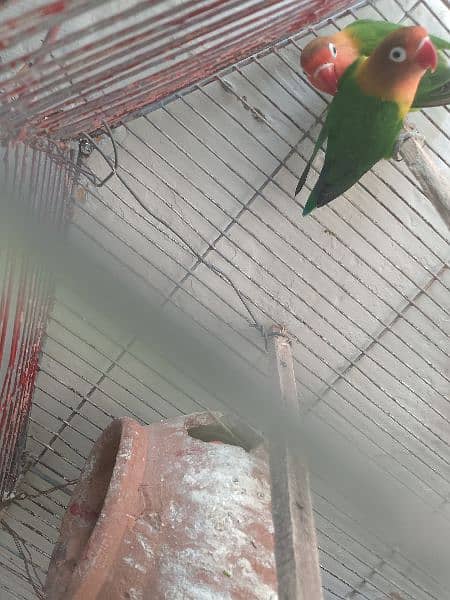 lovebird pair for sale price in 4000 1