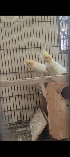 Breeder Pair Cocktail Birds