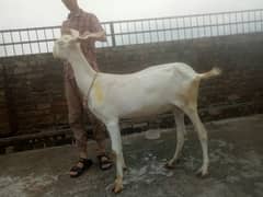 Bakri