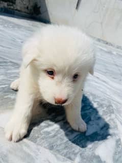 Russian Spitz Female Pup, Pink nose