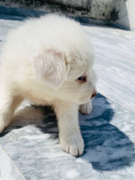 Russian Spitz Female Pup, Pink nose 3