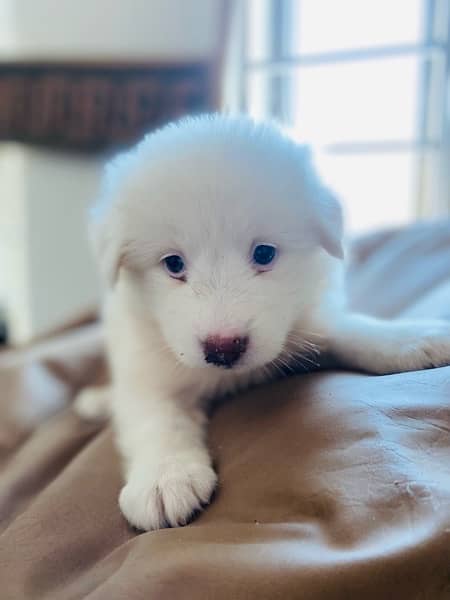 Russian Spitz Female Pup, Pink nose 4