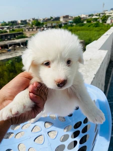 Russian Spitz Female Pup, Pink nose 6