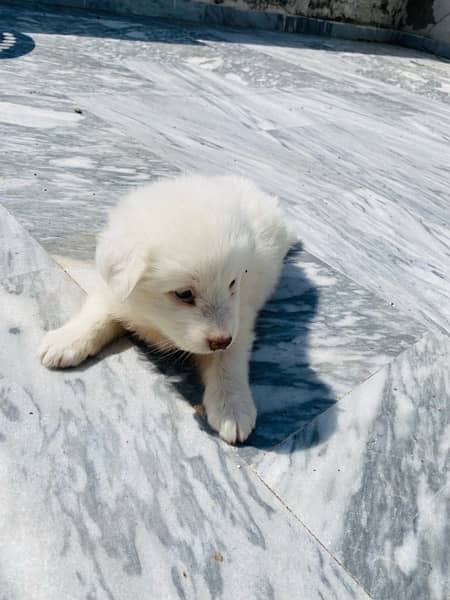 Russian Spitz Female Pup, Pink nose 8