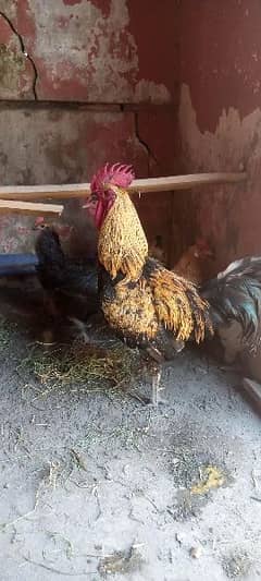 murga  and hen for sale