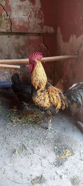 murga  and hen for sale 0