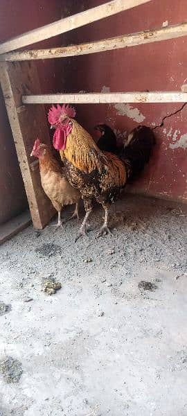 murga  and hen for sale 1