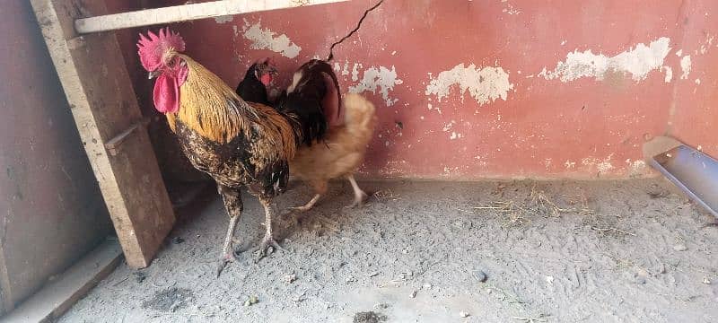 murga  and hen for sale 2