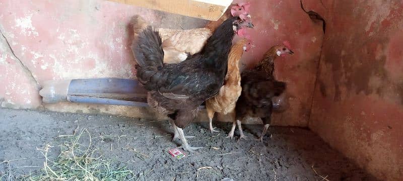 murga  and hen for sale 3