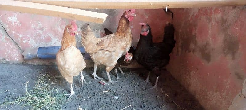 murga  and hen for sale 4