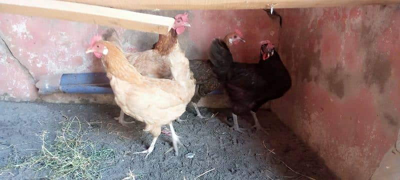 murga  and hen for sale 5