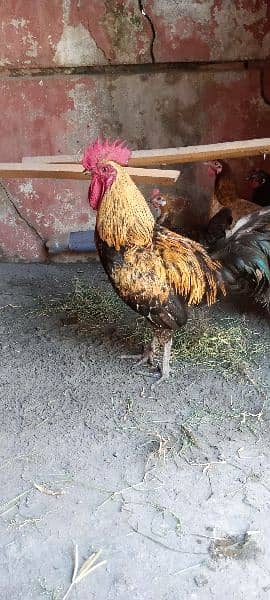 murga  and hen for sale 6